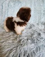 Rovie, a male Shih Tzu for sale in Morgantown, KY – Photo 2 of 10