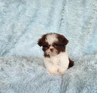 Rovie, a male Shih Tzu for sale in Morgantown, KY – Photo 4 of 10