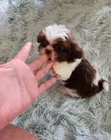 Rovie, a male Shih Tzu for sale in Morgantown, KY – Photo 6 of 10