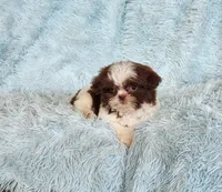 Rovie, a male Shih Tzu for sale in Morgantown, KY – Photo 1 of 10