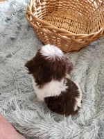 Rovie, a male Shih Tzu for sale in Morgantown, KY – Photo 9 of 10