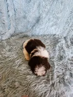 Rovie, a male Shih Tzu for sale in Morgantown, KY – Photo 7 of 10