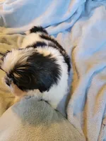 Mikey, a male Shih Tzu for sale in Morgantown, KY – 5 of 10