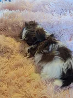 Honey, a female Shih Tzu for sale in Morgantown, KY – 3 of 10