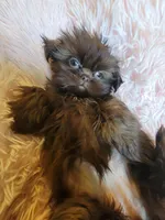 Annie, a female Shih Tzu for sale in Morgantown, KY – 8 of 10