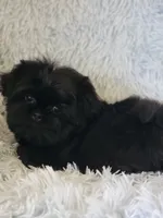 Mobie, a male Shih Tzu for sale in Morgantown, KY – 4 of 6