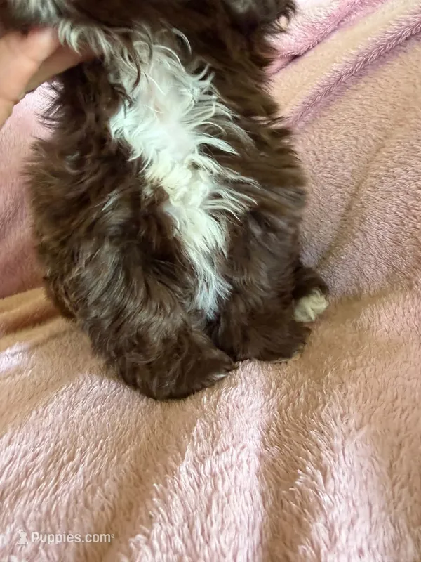 Sadie – Shih Tzu puppy for sale in Morgantown, KY