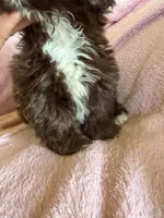Sadie, a female Shih Tzu for sale in Morgantown, KY – 1 of 5