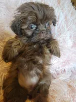 Candy, a female Shih Tzu for sale in Morgantown, KY – 6 of 10