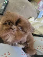 Joe, a male Shih Tzu for sale in Morgantown, KY – 3 of 6