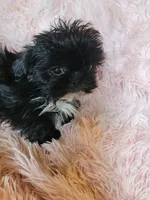 Wavie, a female Shih Tzu for sale in Morgantown, KY – 7 of 10