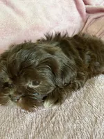 Pammy, a female Shih Tzu for sale in Morgantown, KY – 3 of 7