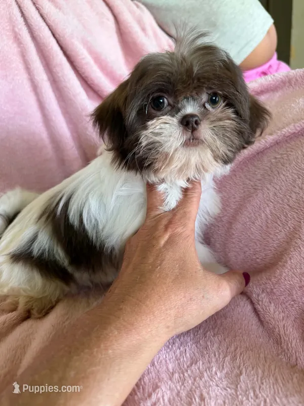 Lizzy – Shih Tzu puppy for sale in Morgantown, KY