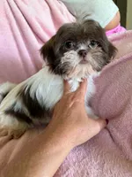 Lizzy, a female Shih Tzu for sale in Morgantown, KY – 1 of 6