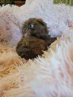 Lady, a female Shih Tzu for sale in Morgantown, KY – 3 of 10