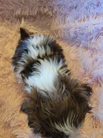 Honey, a female Shih Tzu for sale in Morgantown, KY – 6 of 10