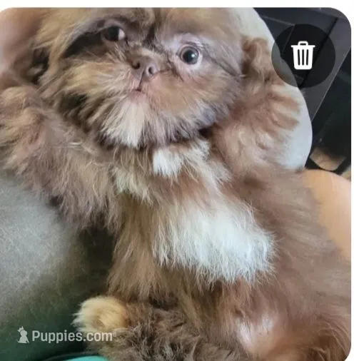 Topper – Shih Tzu puppy for sale in Morgantown, KY