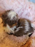 Baby, a female Shih Tzu for sale in Morgantown, KY – 4 of 10