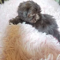 Avia, a female Shih Tzu for sale in Morgantown, KY – 10 of 10
