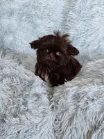 Mo Mo, a male Shih Tzu for sale in Morgantown, KY – Photo 7 of 10