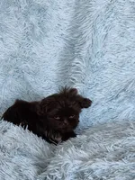 Mo Mo, a male Shih Tzu for sale in Morgantown, KY – Photo 8 of 10