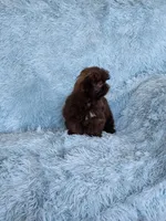 Mo Mo, a male Shih Tzu for sale in Morgantown, KY – Photo 10 of 10