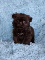 Mo Mo, a male Shih Tzu for sale in Morgantown, KY – Photo 2 of 10