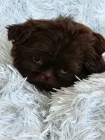 Mo Mo, a male Shih Tzu for sale in Morgantown, KY – Photo 4 of 10