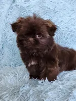 Mo Mo, a male Shih Tzu for sale in Morgantown, KY – Photo 6 of 10