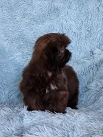 Mo Mo, a male Shih Tzu for sale in Morgantown, KY – Photo 1 of 10