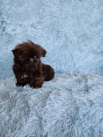 Mo Mo, a male Shih Tzu for sale in Morgantown, KY – Photo 9 of 10