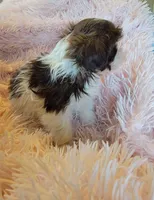 Honey, a female Shih Tzu for sale in Morgantown, KY – 4 of 10