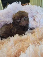 Lady, a female Shih Tzu for sale in Morgantown, KY – 8 of 10