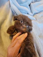 Bow, a male Shih Tzu for sale in Morgantown, KY – 3 of 10