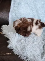 Pipa, a female Shih Tzu for sale in Morgantown, KY – Photo 6 of 10