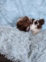 Pipa, a female Shih Tzu for sale in Morgantown, KY – Photo 10 of 10