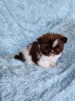 Pipa, a female Shih Tzu for sale in Morgantown, KY – Photo 3 of 10