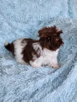 Pipa, a female Shih Tzu for sale in Morgantown, KY – Photo 1 of 10