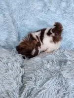 Pipa, a female Shih Tzu for sale in Morgantown, KY – Photo 8 of 10