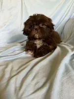 Milo, a male Shih Tzu for sale in Morgantown, KY – 6 of 6
