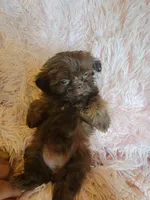 Candy, a female Shih Tzu for sale in Morgantown, KY – 7 of 10