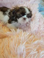 Honey, a female Shih Tzu for sale in Morgantown, KY – 7 of 10