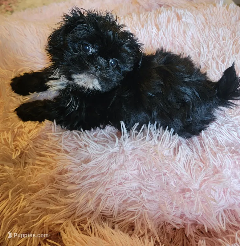 Wavie – Shih Tzu puppy for sale in Morgantown, KY