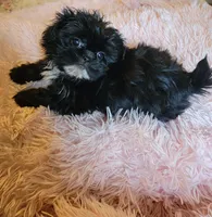 Wavie, a female Shih Tzu for sale in Morgantown, KY – 1 of 10