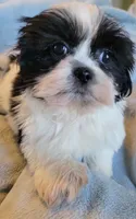 Mikey, a male Shih Tzu for sale in Morgantown, KY – 1 of 10