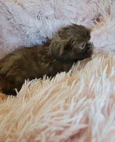 Lady, a female Shih Tzu for sale in Morgantown, KY – 9 of 10