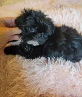 Wavie, a female Shih Tzu for sale in Morgantown, KY – 6 of 10