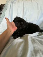 Pepper, a male Shih Tzu for sale in Morgantown, KY – 2 of 5