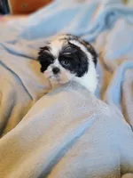 Mikey, a male Shih Tzu for sale in Morgantown, KY – 9 of 10
