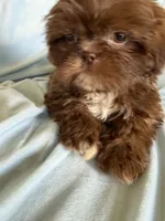 Milo, a male Shih Tzu for sale in Morgantown, KY – 3 of 6